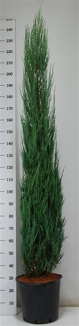 Juniperus s. 'Blue Arrow' - C25 200-225 CM